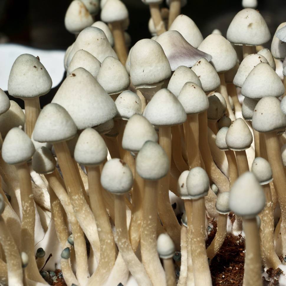 Albino A+